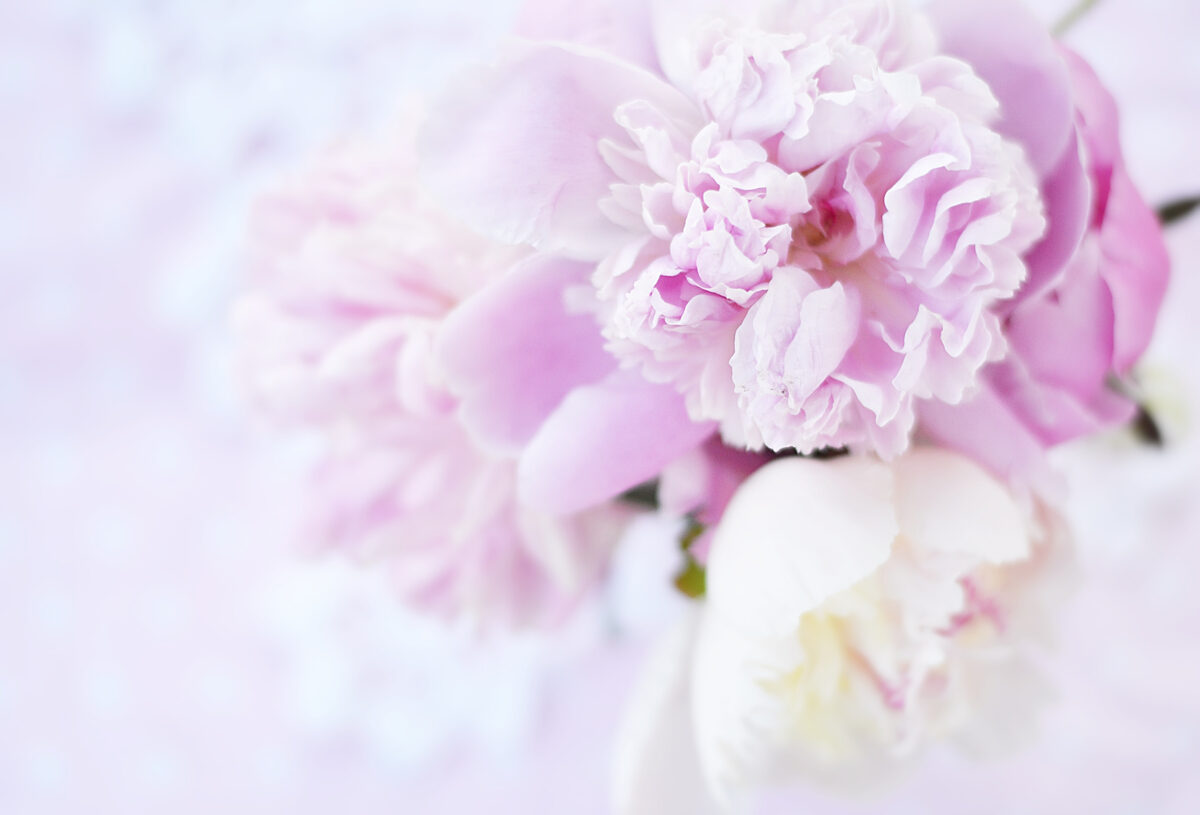 Peony-Wall-Mural.jpg